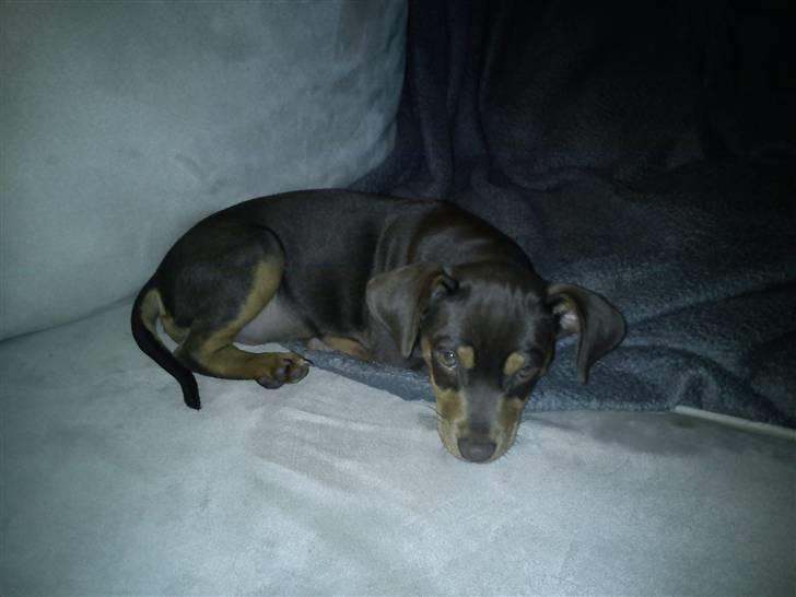 Blanding af racer Choko billede 2