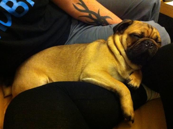 Blanding af racer (mops/griffon) Hugo billede 4