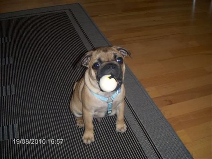 Blanding af racer (mops/griffon) Hugo billede 5