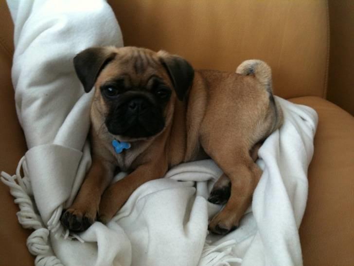 Blanding af racer (mops/griffon) Hugo - Mors lille topmodel! <3 billede 6