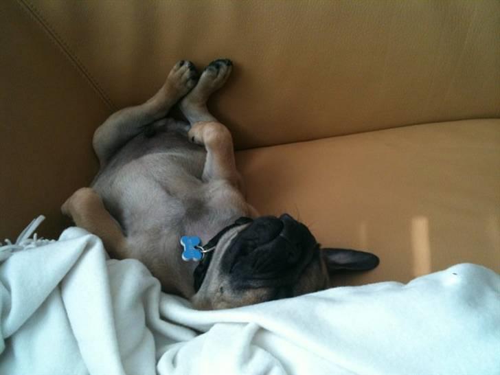 Blanding af racer (mops/griffon) Hugo - Zzz!! billede 7