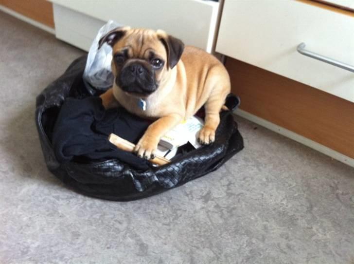 Blanding af racer (mops/griffon) Hugo - Mors taske gør det fint ud for en hundeseng :) billede 8