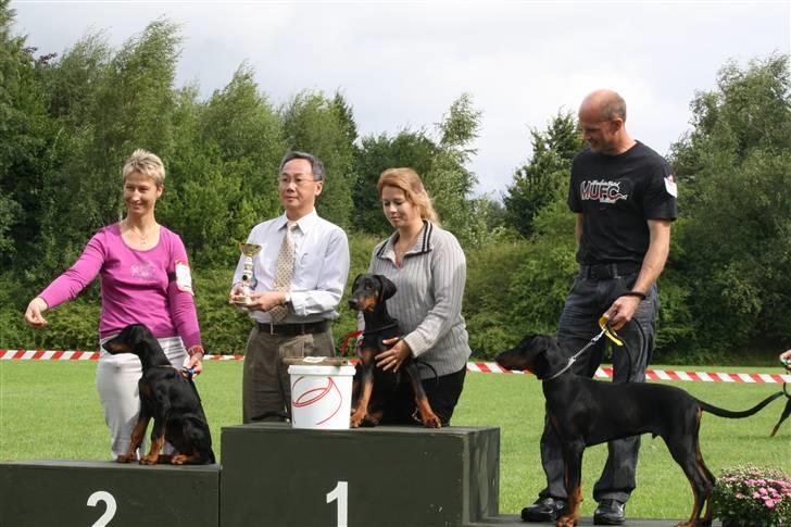 Dobermann Be-Barong Cujo billede 6