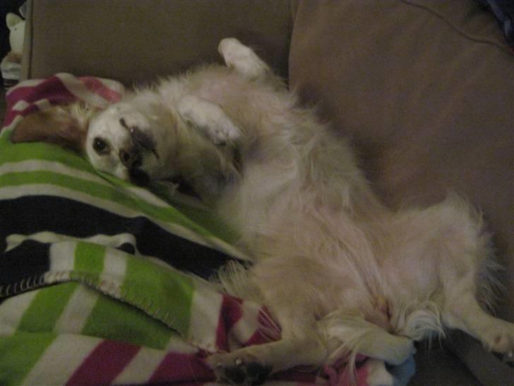 Blanding af racer Vita - græsk gadehund - Den underdrejede krokodille :) billede 3