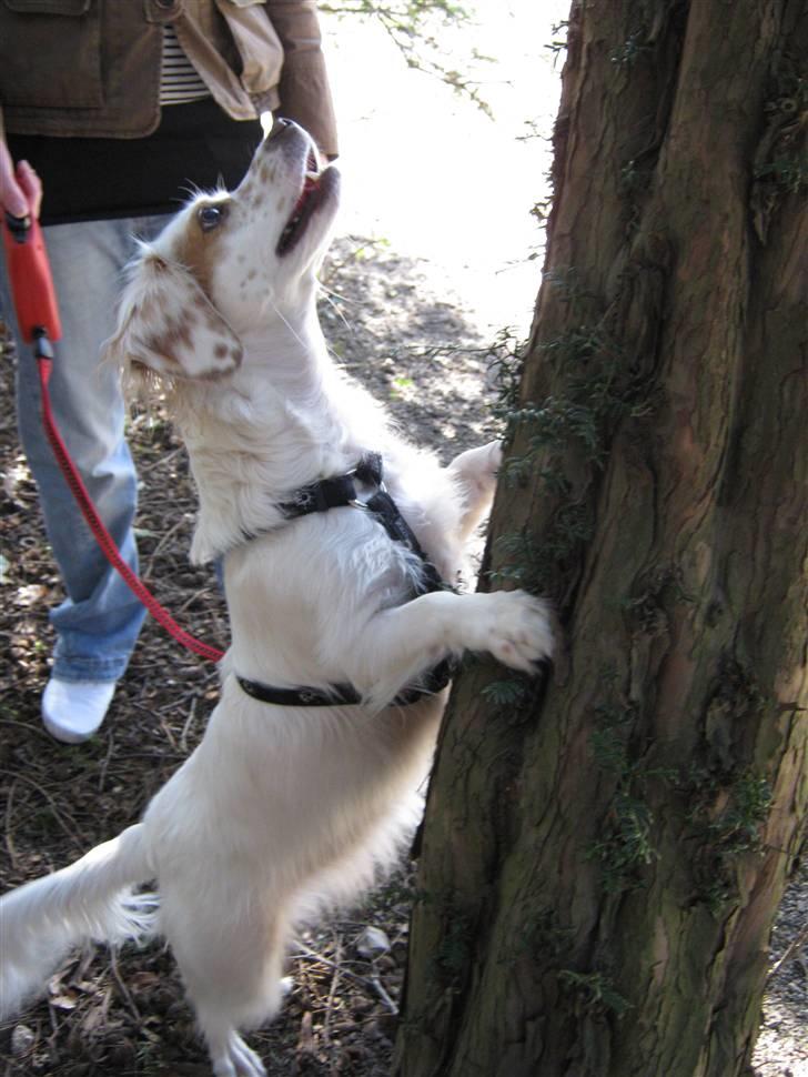 Blanding af racer Vita - græsk gadehund - Hvorfor vil du ikke komme ned til mig, lille egern??? billede 4