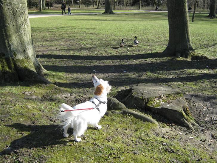 Blanding af racer Vita - græsk gadehund - Er der mon en fugl heroppe?? billede 9
