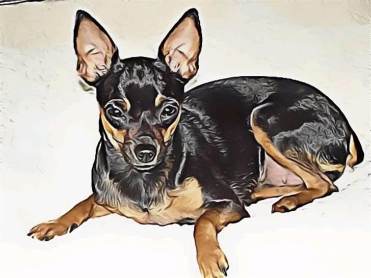 Prazsky krysarik Freja billede 1