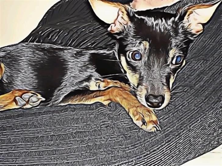Dvaergpinscher Mille billede 1