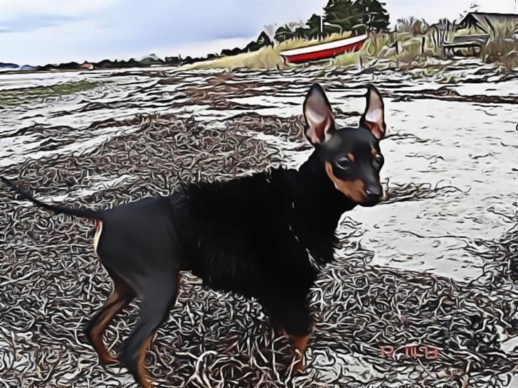 Prazsky krysarik  Peanut R.I.P. billede 1