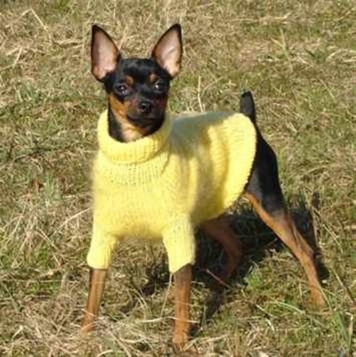 Prazsky krysarik Freja billede 2