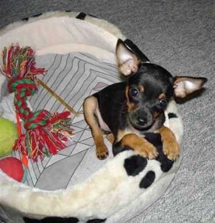 Prazsky krysarik Freja billede 3