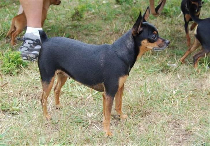 Prazsky krysarik Freja billede 4