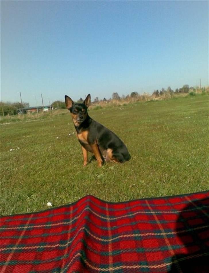 Prazsky krysarik Freja billede 5