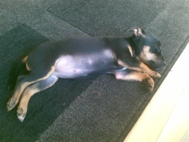 Dvaergpinscher Mille billede 2