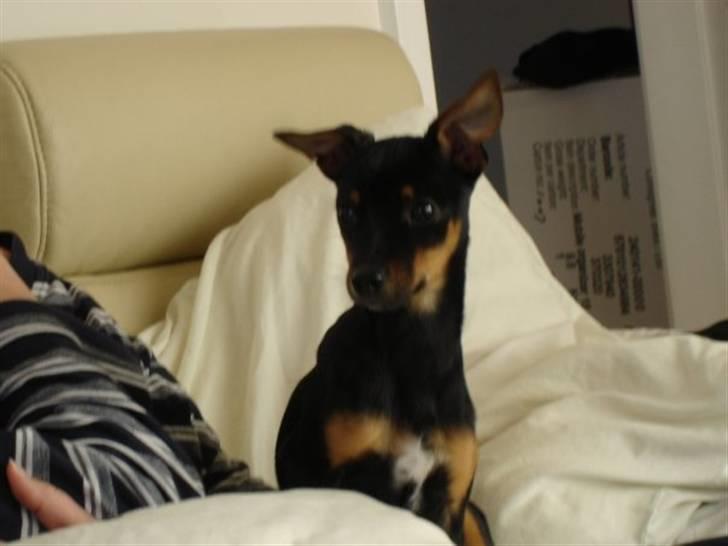 Dvaergpinscher Mille billede 3