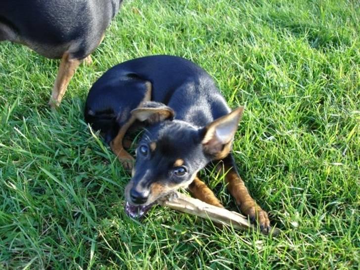 Dvaergpinscher Mille billede 4