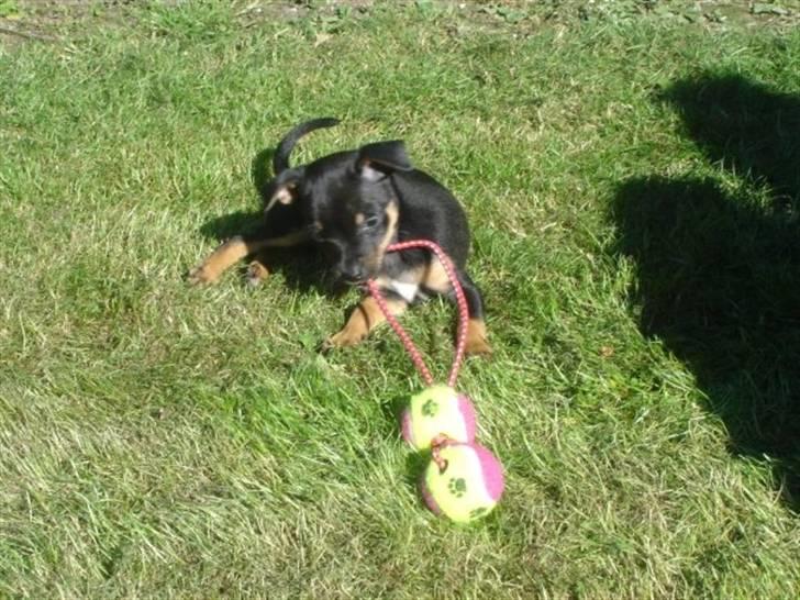 Dvaergpinscher Mille billede 5