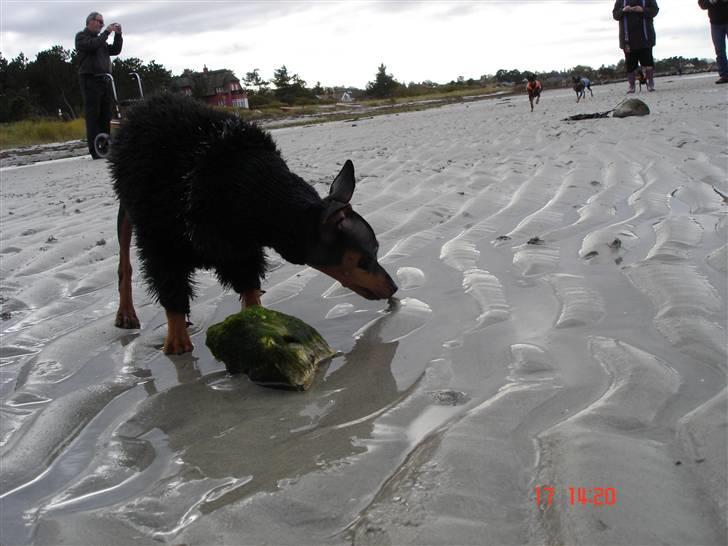 Prazsky krysarik  Peanut R.I.P. billede 2