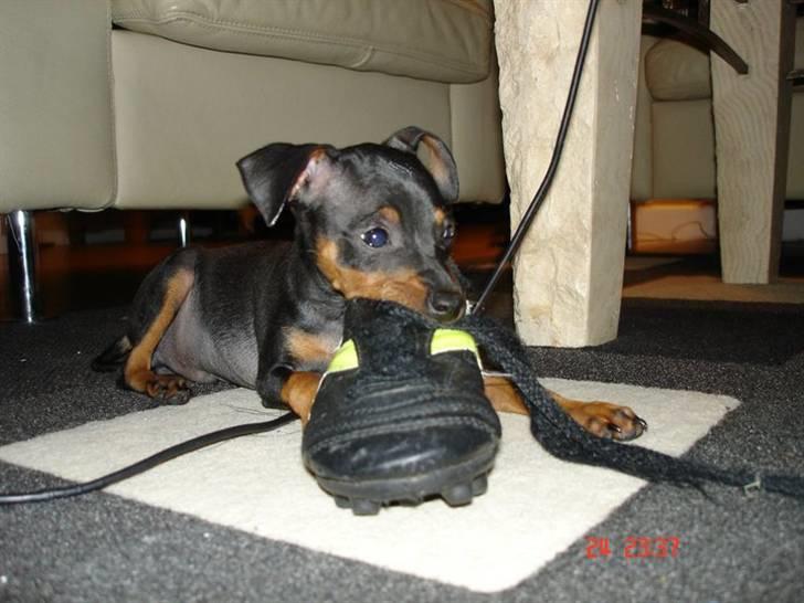 Prazsky krysarik  Peanut R.I.P. billede 3