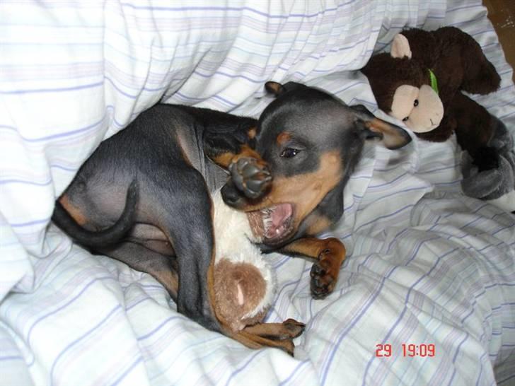 Prazsky krysarik  Peanut R.I.P. billede 4