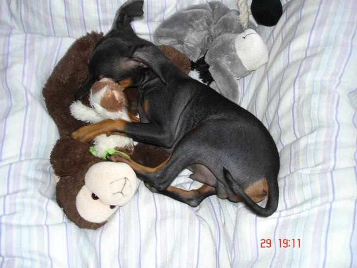 Prazsky krysarik  Peanut R.I.P. billede 5