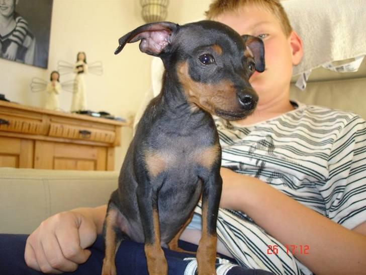 Prazsky krysarik  Peanut R.I.P. billede 6