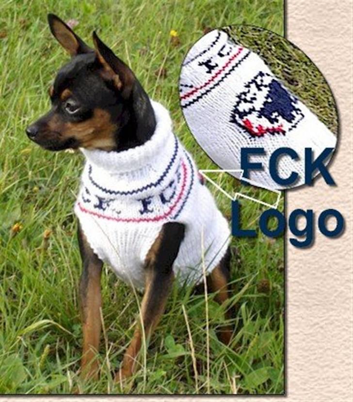 Prazsky krysarik Freja billede 6