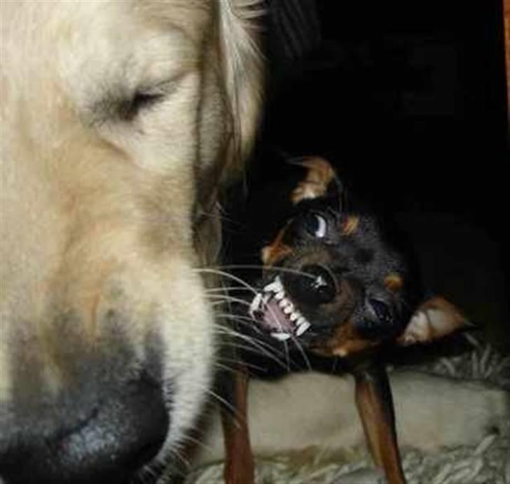 Prazsky krysarik Freja billede 7