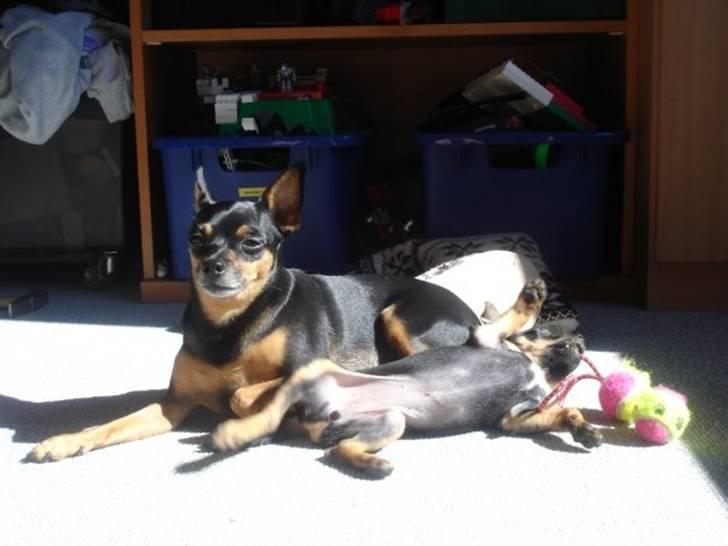 Prazsky krysarik Freja billede 8