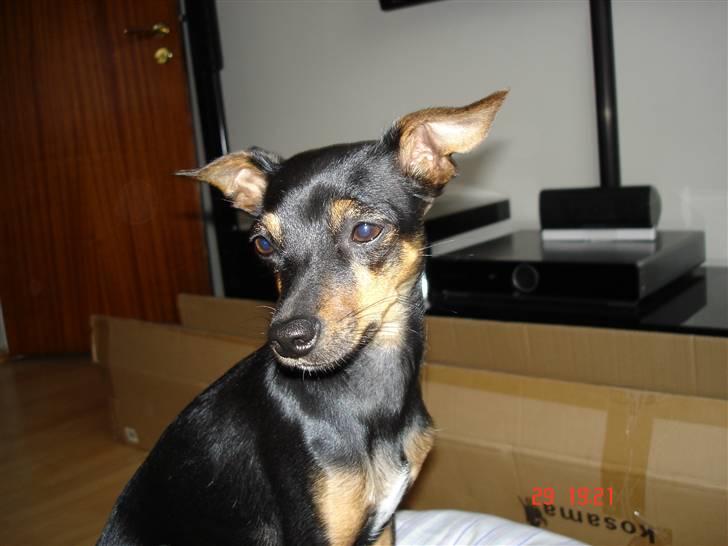 Dvaergpinscher Mille billede 6