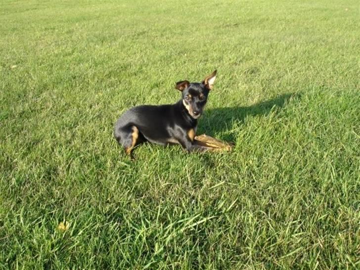 Dvaergpinscher Mille billede 7