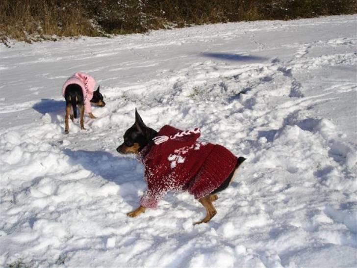 Prazsky krysarik Freja billede 9