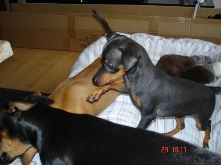 Prazsky krysarik  Peanut R.I.P. billede 7