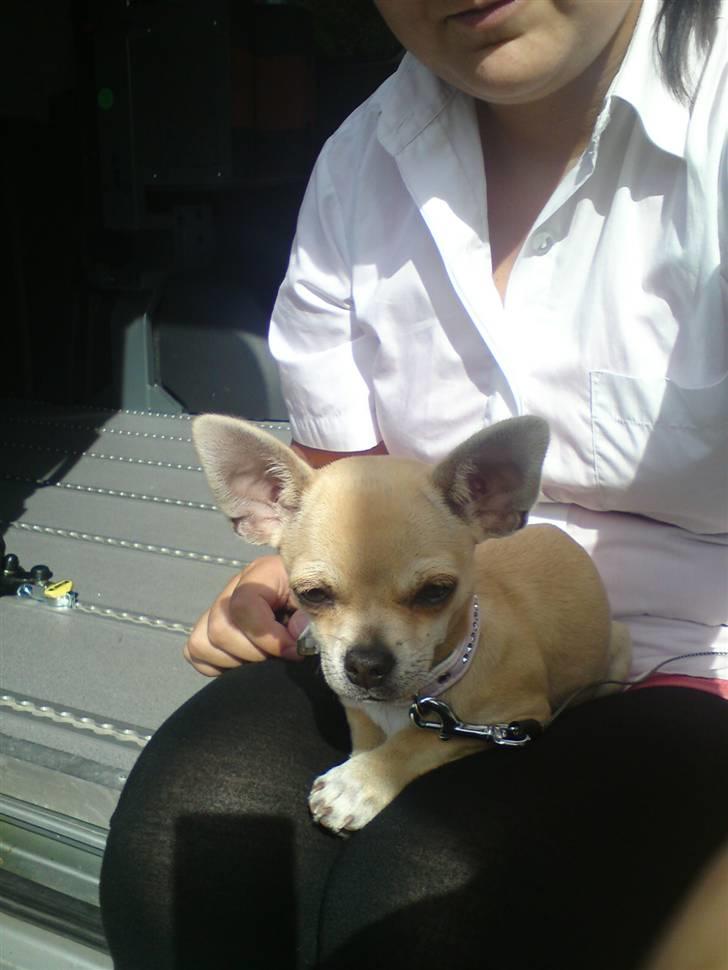 Chihuahua Pusle - Med mor på arbejde billede 1