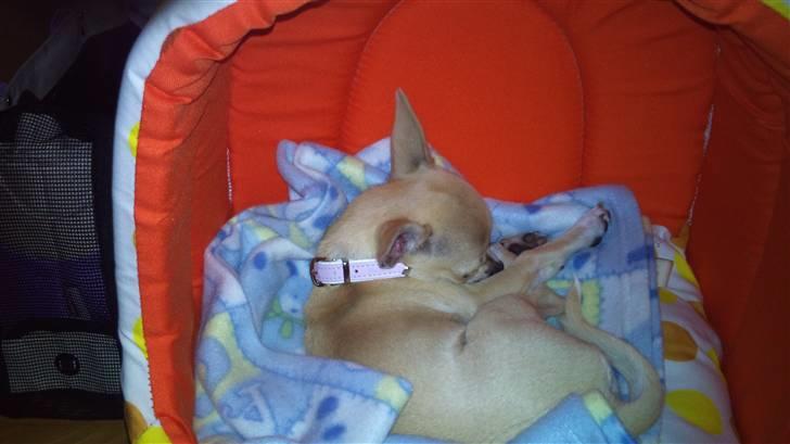 Chihuahua Pusle billede 3