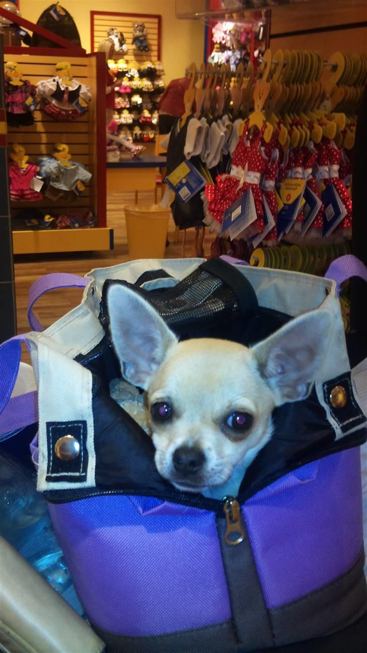 Chihuahua Pusle billede 4