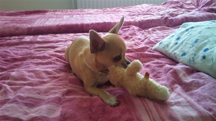 Chihuahua Pusle billede 5