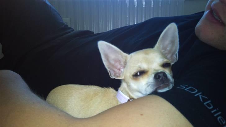 Chihuahua Pusle billede 6