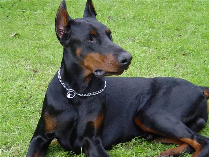 Dobermann Nadal di altobello(DINO) billede 1