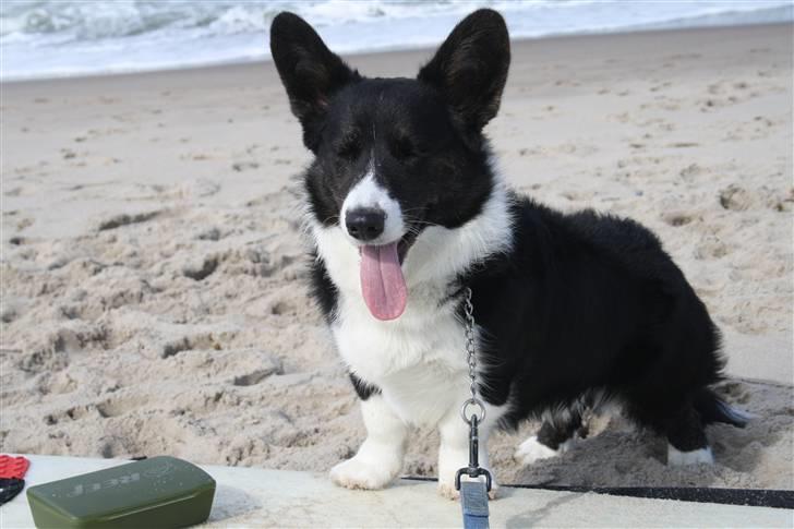 Welsh corgi cardigan Faarups incredible Albert billede 12