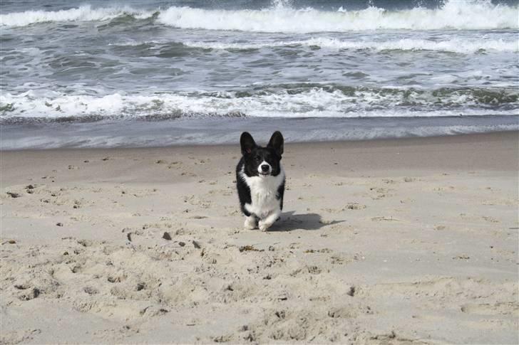 Welsh corgi cardigan Faarups incredible Albert billede 13