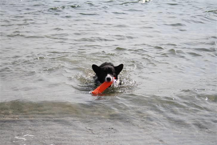 Welsh corgi cardigan Faarups incredible Albert billede 16
