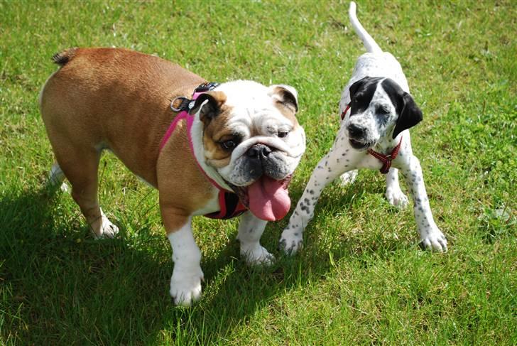 Engelsk bulldog Gabbana billede 7