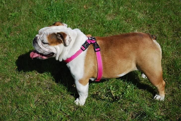 Engelsk bulldog Gabbana billede 8