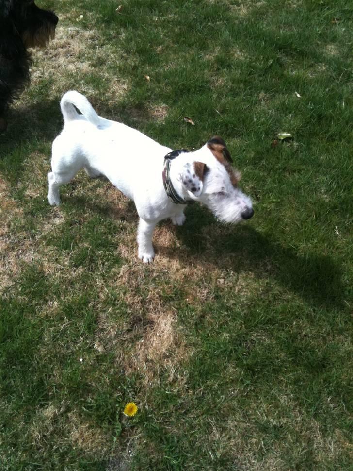 Jack russell terrier Elmer RIP 2023 billede 12