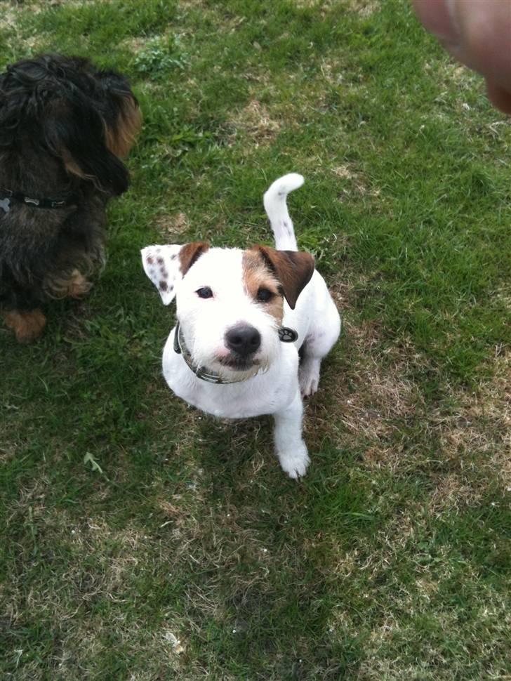 Jack russell terrier Elmer RIP 2023 billede 13