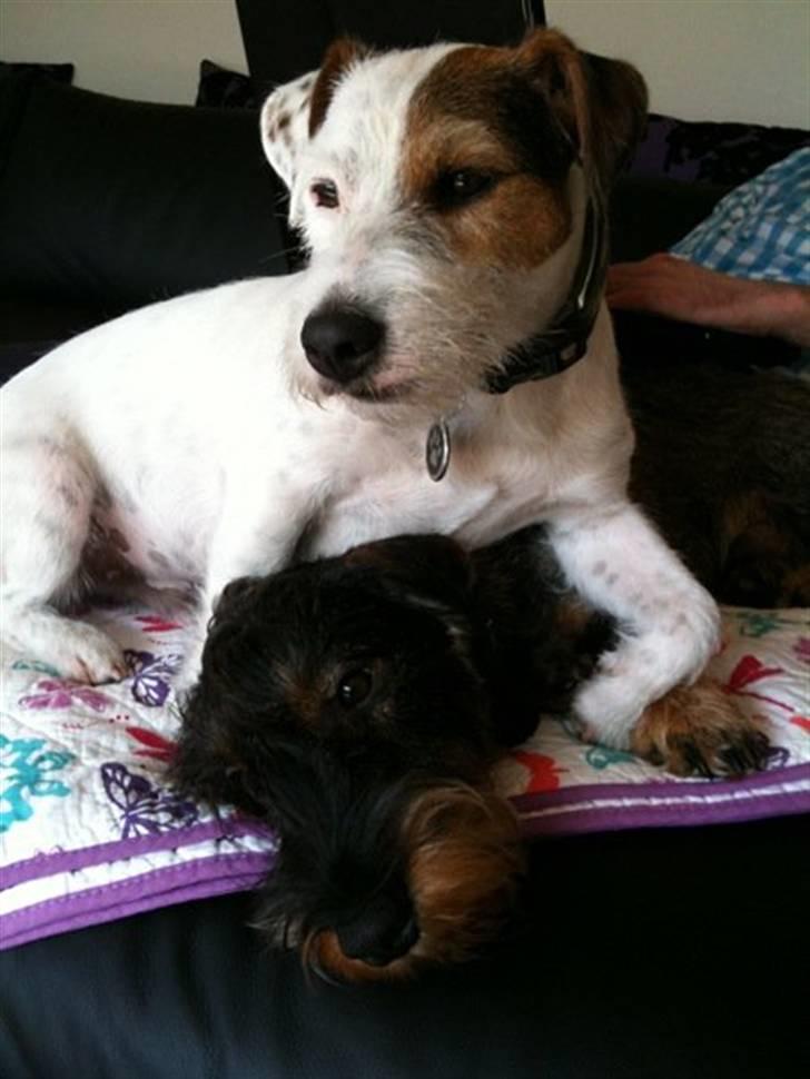 Jack russell terrier Elmer RIP 2023 billede 14