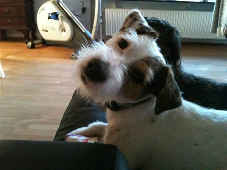 Jack russell terrier Elmer RIP 2023 billede 15