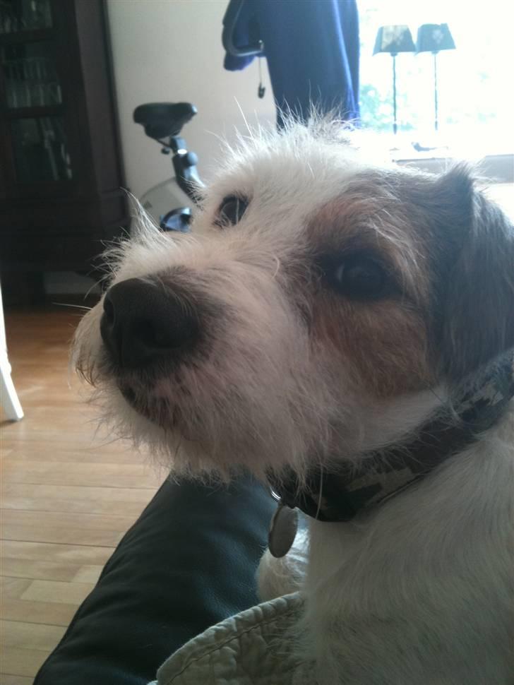 Jack russell terrier Elmer RIP 2023 billede 16
