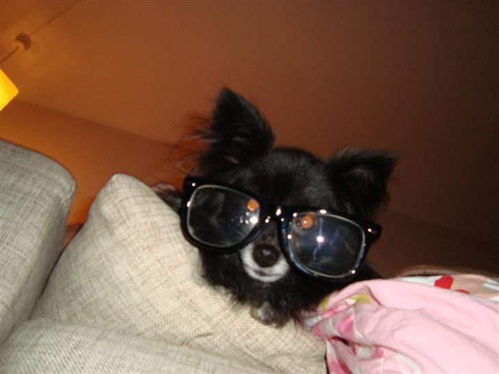 Blanding af racer Felix billede 1